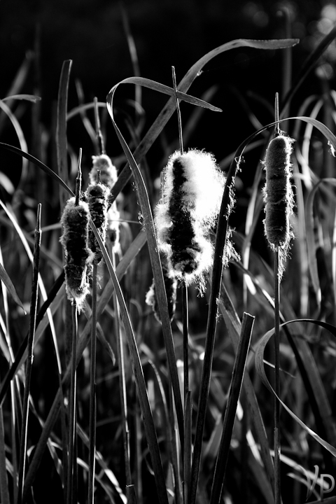 Cattails