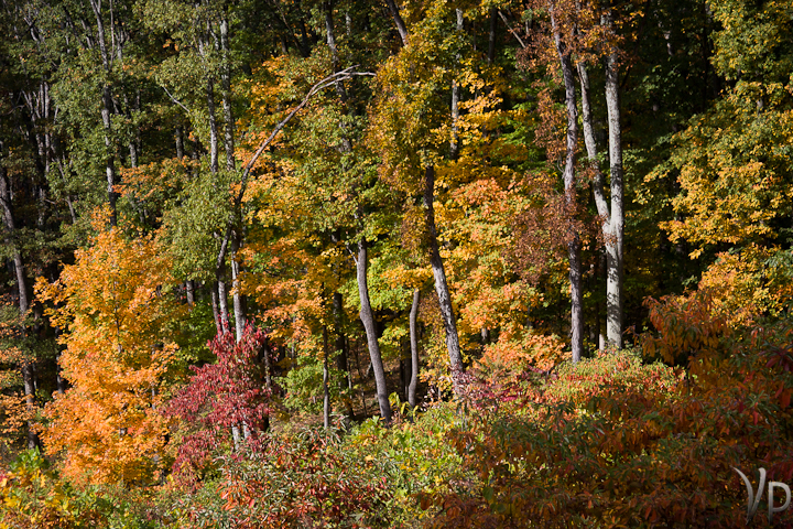 Early Days of Fall