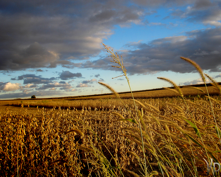 Harvest