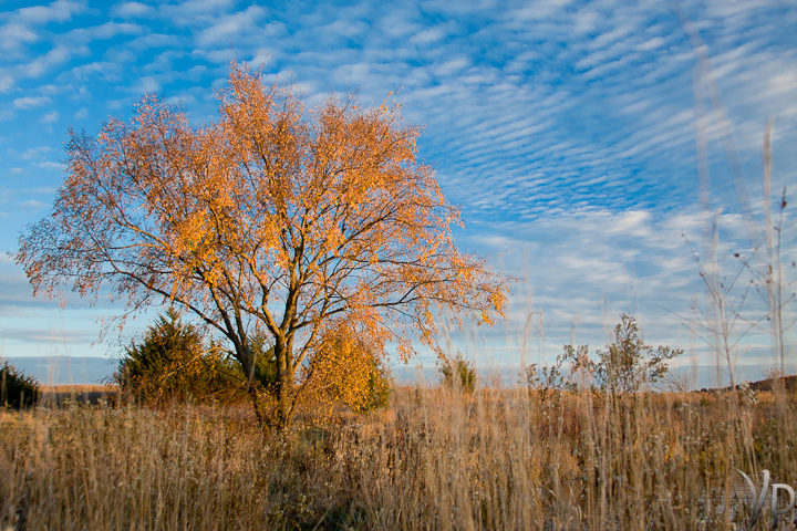 Iowa Savanna