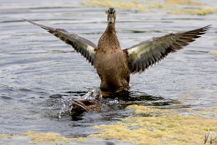 Quack Attack