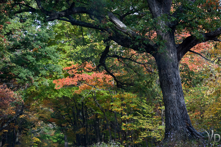 The Old Oak