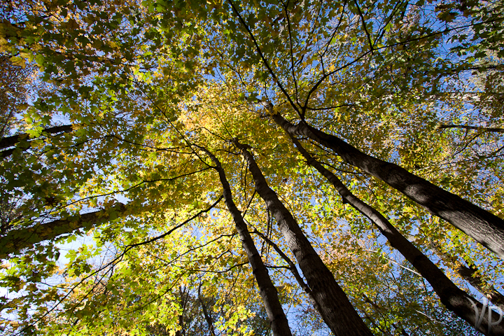 Treetops